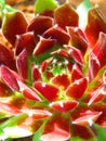 Red and green hens and chicks succulent plant close-up