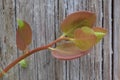 Red New Growth Manzanita Leaf