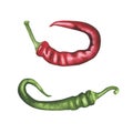 Red and green hot chili pepper. Watercolor illustration fresh paprika pod cooking Isolated on white. Art for design