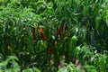 Red and Green hot chillies in plant ready to eat