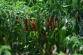 Red and Green hot chillies in plant