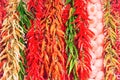 Red and green hot chilly peppers Royalty Free Stock Photo