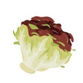 Red and green iceberg lettuce, organic salad leaf vegetable, fresh healthy natural sort Royalty Free Stock Photo
