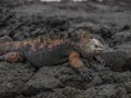 Red and Green Iguana Royalty Free Stock Photo