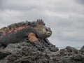 Red and Green Iguana Royalty Free Stock Photo