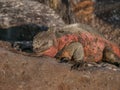 Red and Green Iguana Royalty Free Stock Photo