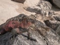 Red and Green Iguana Royalty Free Stock Photo