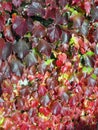 Red and green ivy. Royalty Free Stock Photo