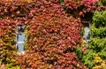 Red and green ivy surround windows on cottage Royalty Free Stock Photo