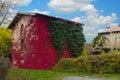 Red and green ivy on the wall of an old house. Royalty Free Stock Photo