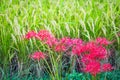 Red and Green of Japan`s Rice Harvest Royalty Free Stock Photo