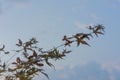 Red green japanese ahorn Acer japonicum leaves leaf with sky background