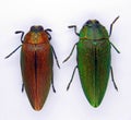 Red and green jewel beetle Steraspis congolana from Congo isolated. Collection insects.