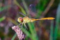 Red and green large Dragonfly