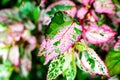 Red and green leaf, Nature background Royalty Free Stock Photo