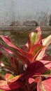 Red and green leaf plant named aglonema lipstik Royalty Free Stock Photo