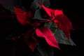 Red and green leaves black background Royalty Free Stock Photo