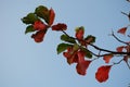 Red and Green leaves with bluesky background