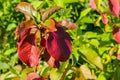 Bright red and green leaves on the branches. Royalty Free Stock Photo