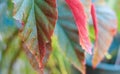 Red-green leaves close up photo, focused for one leaf, the rest