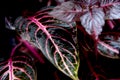 Red and green leaves coleus