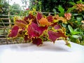 red and green leaves, coleus ornamental plants at home