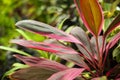 Red-green leaves Cordyline terminalis Royalty Free Stock Photo