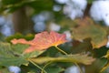 Red and green leaves of a maple tree in autumn