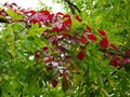 Red and green leaves of plants intertwine