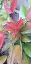 Red and green leaves. Fotinia. Royalty Free Stock Photo