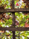 Vine and leaf covered trellis at Assiniboine Park, Winnipeg, Manitoba Royalty Free Stock Photo