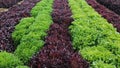 Red and Green Lettuce in Alternating Rows Royalty Free Stock Photo