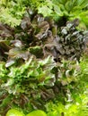 Red and green lettuce