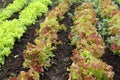 Red and green Lettuce leaves in the vegetable field, close up. Royalty Free Stock Photo