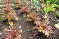 Red and green lettuce and onion companion plants at the vegetable bed Royalty Free Stock Photo