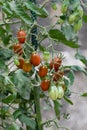 Red and green long cherry tomatoes growing on the plant Royalty Free Stock Photo