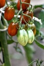 Red and green long cherry tomatoes growing on the plant Royalty Free Stock Photo