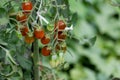 Red and green long cherry tomatoes growing on the plant Royalty Free Stock Photo