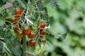 Red and green long cherry tomatoes growing on the plant Royalty Free Stock Photo
