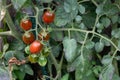 Red and green long cherry tomatoes growing on the plant Royalty Free Stock Photo