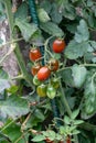 Red and green long cherry tomatoes growing on the plant Royalty Free Stock Photo