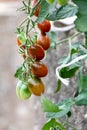 Red and green long cherry tomatoes growing on the plant Royalty Free Stock Photo