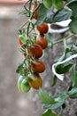 Red and green long cherry tomatoes growing on the plant Royalty Free Stock Photo