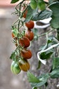 Red and green long cherry tomatoes growing on the plant Royalty Free Stock Photo