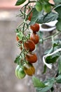 Red and green long cherry tomatoes growing on the plant Royalty Free Stock Photo