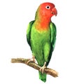 Red and green lovebird parrot on branch isolated, watercolor illustration