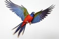 Red-and-green macaw (Ara ararauna) in flight