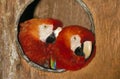 Red-and-Green Macaw, ara chloroptera, Captive Pair standing in Nest Royalty Free Stock Photo