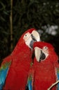 Red-and-Green Macaw, ara chloroptera, Pair Courting