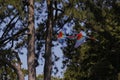 Red-and-Green Macaw, ara chloroptera, pair in Flight Royalty Free Stock Photo